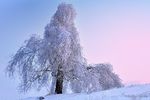 Winter tree.jpg