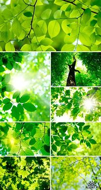 Green Leaves.jpg