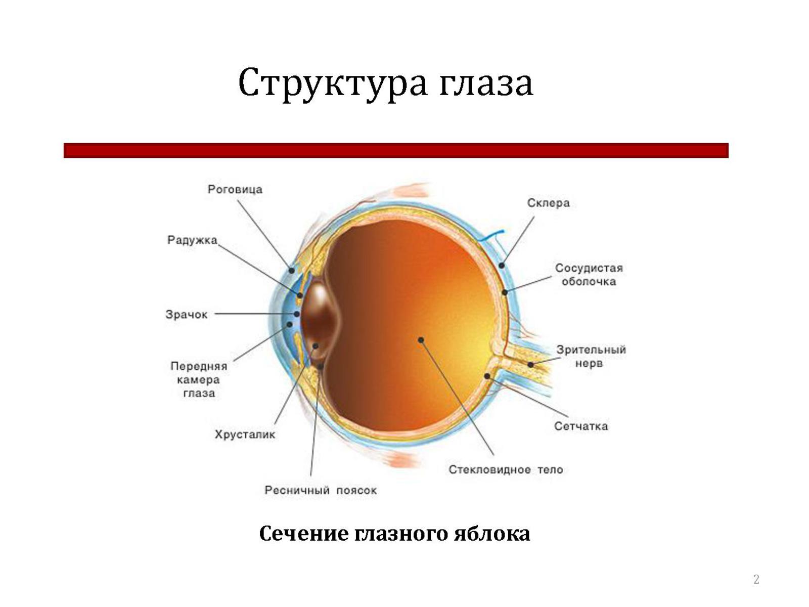 Схема строения глазного яблока